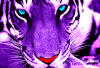 purple_tiger.jpg
